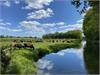 Cattle grazing down by the River Bure at Oxnead By David Faulkner
